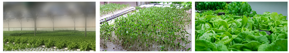 full spectrum led grow light full spectrum led grow light
